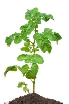 Potato sprout Stock Photos
