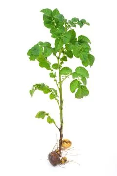 Potato sprout Stock Photos