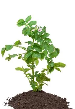 Potato sprout Stock Photos