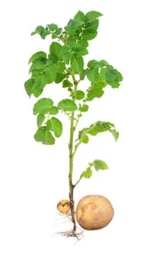 Potato sprout Stock Photos