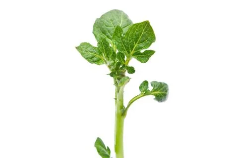 Potato sprout Stock Photos