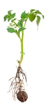 Potato sprout from the root Stock Photos