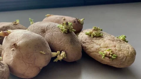 Potato Sprouting Video stock 135989016