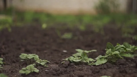 Potato sprouts 스톡 동영상 141766793