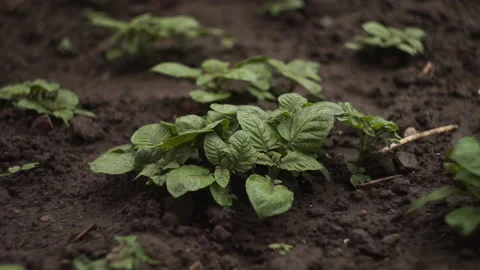 Potato sprouts Stock Footage 141767011