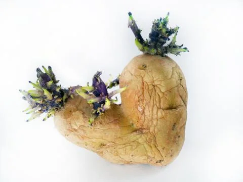 Potato sprouts Stock Photos