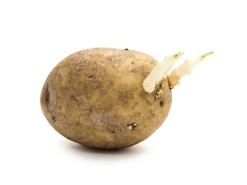 Potato with sprouts Stock Photos