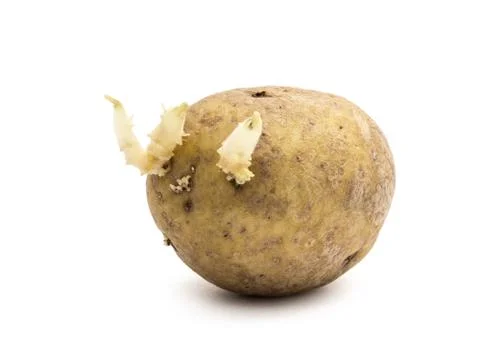 Potato with sprouts Stock-Fotos