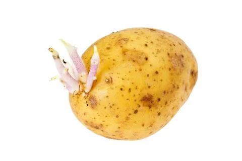 Potato with sprouts Stock Photos