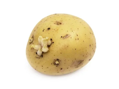 Potato with sprouts Stock Photos