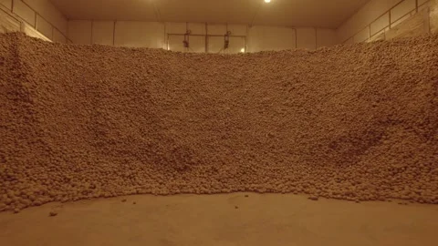 Potato storage - dramatic reveal of potato pile under yellow lighting Stock Footage 305928923