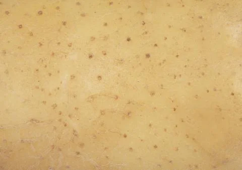 Potato texture pattern. Macro shot potatoe texture background. Fresh potato.. Stock Photos