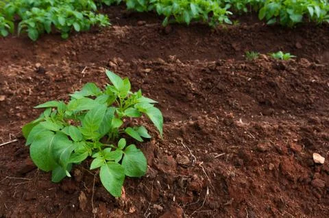 Potato trees Stock Photos