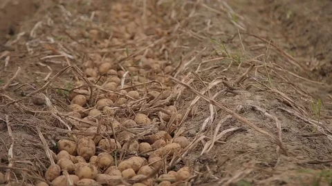 Potato tubers on the ground Stock Footage 82078341