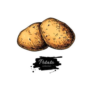 Potato vector drawing. Isolated hand drawn potatoes . Vegetable Stock Illustration