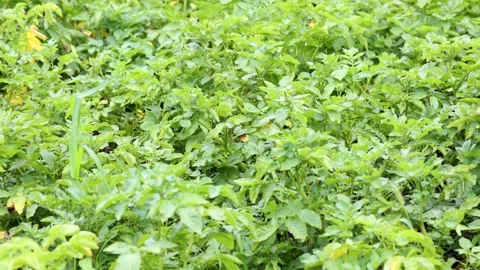 Potato vegetable garden Stock Footage 246918357