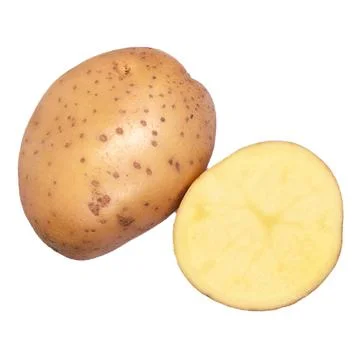 Potato on white background Stock Photos