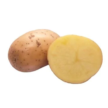 Potato on white background Stock Photos