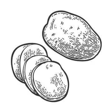 Potato whole and slice. Vector engraving vintage Illustrazione stock