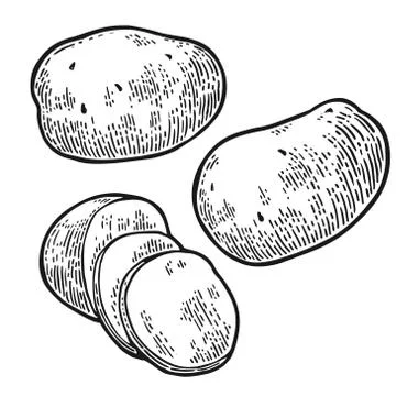 Potato whole and slice. Vector engraving vintage Illustrazione stock
