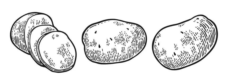 Potato whole and slice. Vector engraving vintage Illustrazione stock