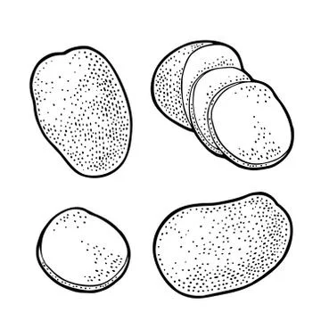 Potato whole and slice. Vector engraving vintage Illustrazione stock
