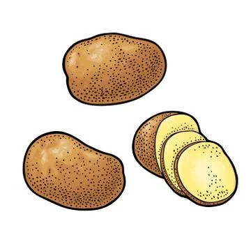 Potato whole and slice. Vector engraving vintage Illustration