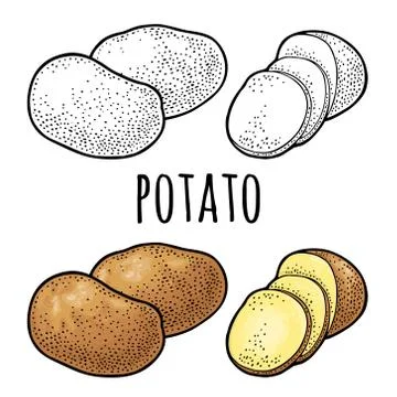 Potato whole and slice. Vector color vintage engraving Illustrazione stock