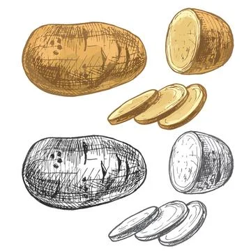 Potato whole and slice. Vector vintage hatching Stock Illustration