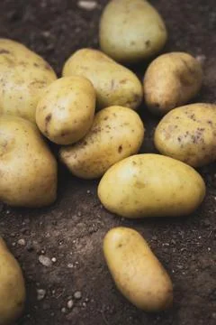 Potatoes 03 스톡 사진