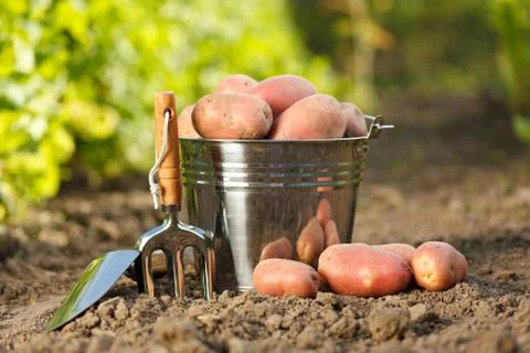 Potatoes and garden tools Stock Photos