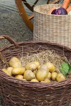 Potatoes and vegetables in baskets Stock Photos