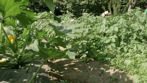 Potatoes and zucchini, 4K Stock Footage 90163370