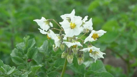 Potatoes are blooming 스톡 동영상 261818587