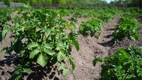 Potatoes are growing Stock Footage 196969014