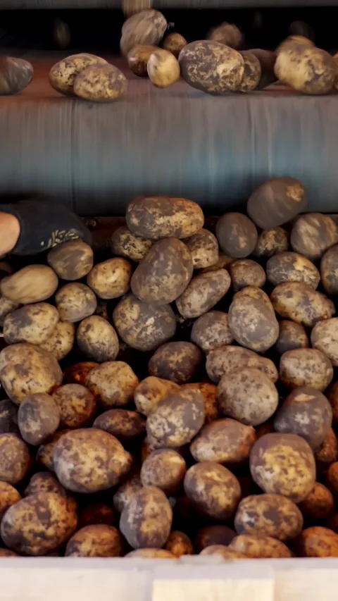 Potatoes are loading from special mechanized conveyor belt to wooden box for Video stock 307682933