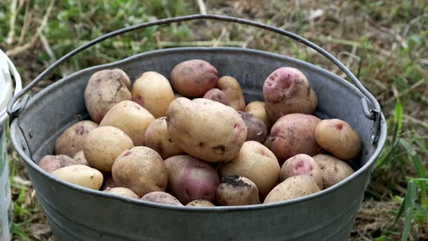 Potatoes are put in a bucket. Close-up. Stock Footage 135650121