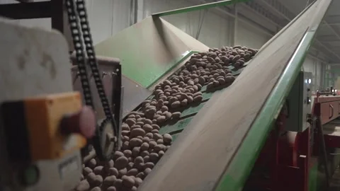 Potatoes are traveling on a conveyor Stock Footage