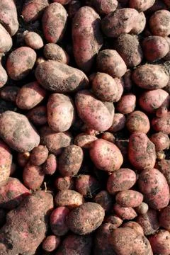 Potatoes as the background image Stock Photos