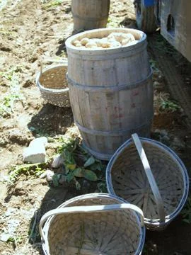 Potatoes in a barrel Stock Photos