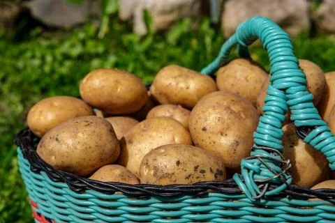 Potatoes in a basket close-up. Foto stock