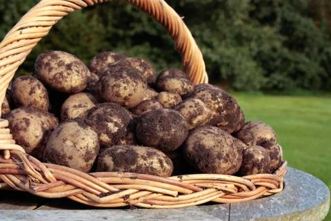 Potatoes on basket Stock Photos