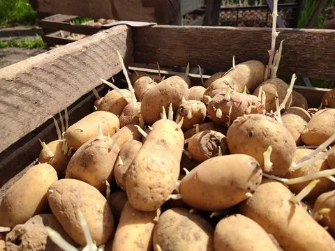 Potatoes in a basket Stock Photos