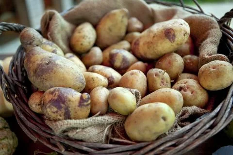 Potatoes in a basket Stock Photos