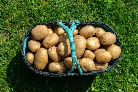 Potatoes in a basket, top view. Stock Photos