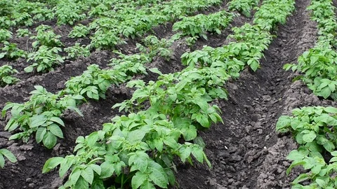 Potatoes on a bed in a kitchen garden Stock Footage 110843225