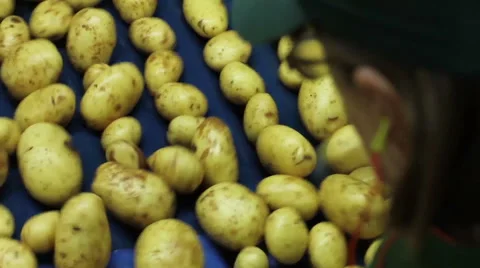 Potatoes being selected by factory workers on conveyor belt Stock Footage 58641951