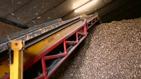 Potatoes being stacked on a pile Stock Footage 82076800