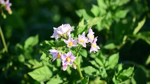Potatoes bloom in the field on a clear day . Stock Footage 276403230