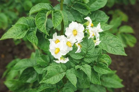 Potatoes bloom Stock Photos